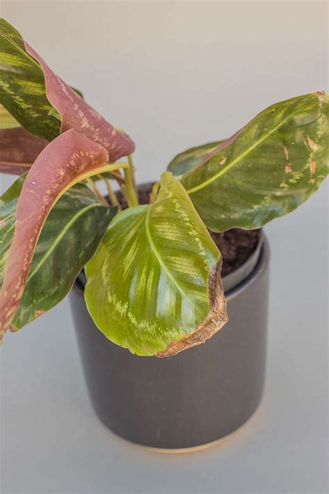Brown leaves on plant. Things To Know About Brown leaves on plant. 